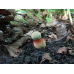 Мицелий Дубовика крапчатого (Boletus erythropus)
